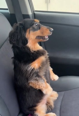 助手席に乗る犬1