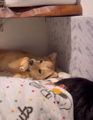 隅っこでくつろぐ犬