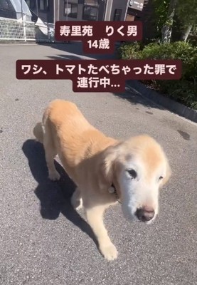 連行されるりくくん