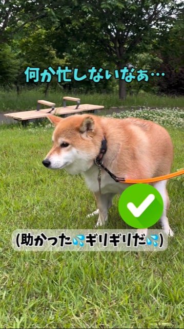 芝生でうんちをする柴犬