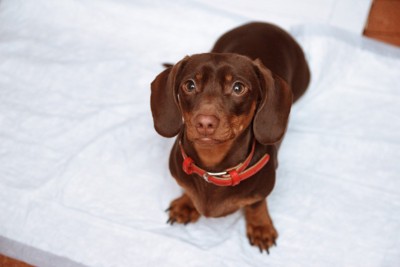 トイレシーツの上に立ち見上げるダックスフンドの子犬