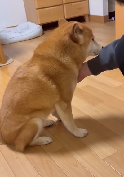 緊張している犬