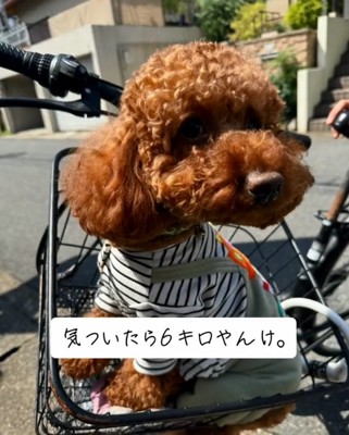 6kgになったまつくん