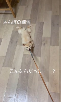 リクくんのお散歩練習5