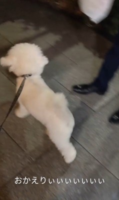 パパさんのお迎えに来たふう太くん9