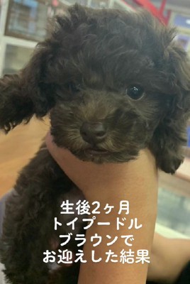 ブラウンカラーのトイプードル