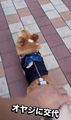 リードを持つ人が交代した時のジノくん4