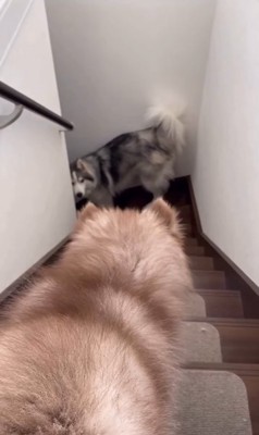 赤ちゃん犬が降りてくるのを待つ兄犬