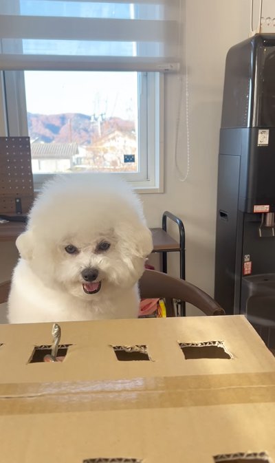 煮干しに無関心の犬