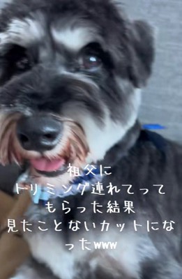 シュナっぽくなくなっちゃった！！