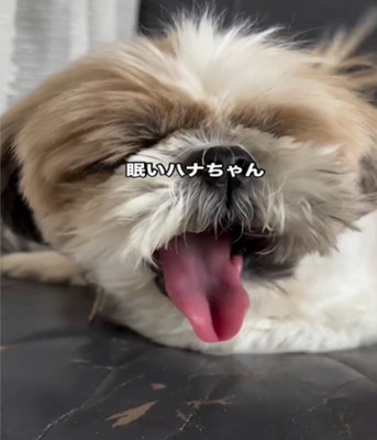 あくびをする犬