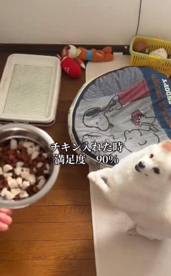 チキンに喜ぶべらちゃん