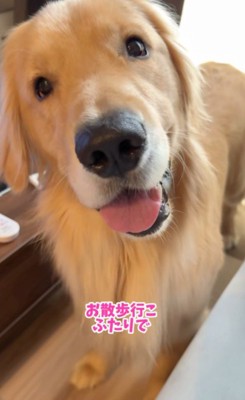 お散歩で気分転換したとか♪