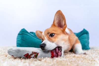 おもちゃを噛むコーギー