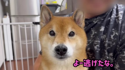 捕まっちゃった