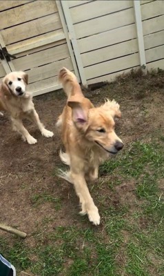 流しそうめんをする大型犬3頭5