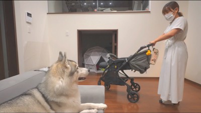 赤ちゃん用バギーを持つ女性を見つめる犬