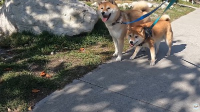 立ち止まってしまいました!