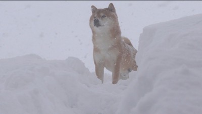 雪の上に立って遠くを見つめる犬