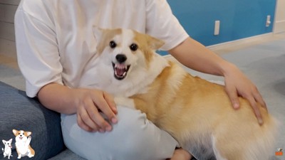 「絶対に降りるもんか!」と拒否