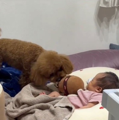 立ち上がってぬいぐるみを咥える犬