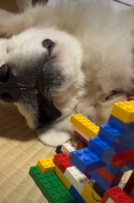 本気の眠りへ