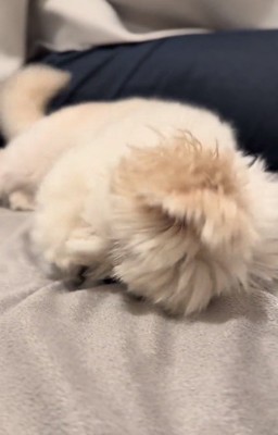 お顔を隠すもちちゃん