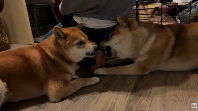 ナラちゃん&ソラくんとママの再会⑩