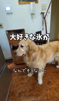 いぶかし気な表情の大型犬