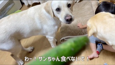 地面に座る女の子の横で飼い主を見上げる白い犬