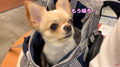 お目目で必死にアピール