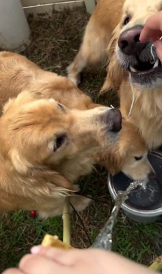 流しそうめんをする大型犬3頭6