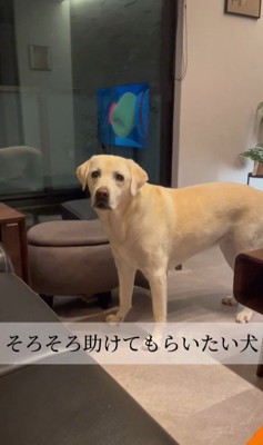 おもちゃを取ってほしそうなきぬちゃん7