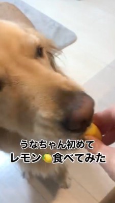 レモンをかじる犬