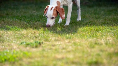 ニオイに夢中になる犬