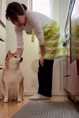 冷蔵庫前に居座る柴犬