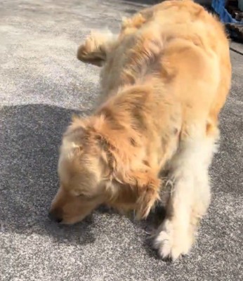 投稿者の近くで体勢を低くする犬