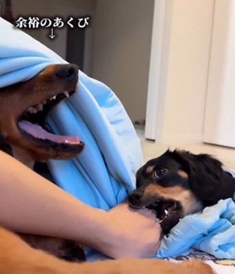 犬のあくび