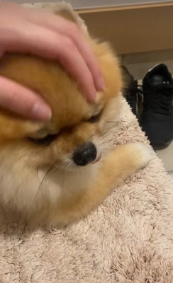 寂しくてしょんぼり