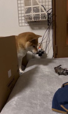 赤ちゃん犬が脱走した時のまめちゃん5