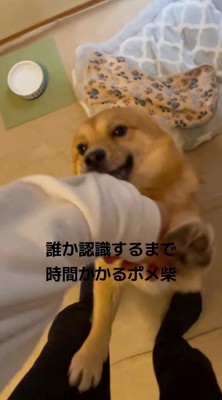 飼い主の服の裾を咥えてはしゃぎ回る犬