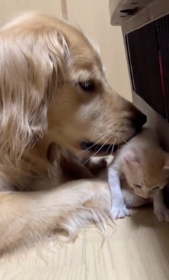 ゲンちゃん「前へ行くっ」