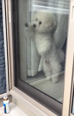 飼い主の帰りを喜ぶ小型犬