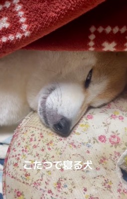 白目をむくまめ太くん