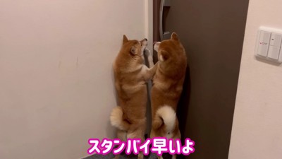 玄関でスタンバイ