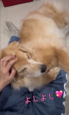 きなこちゃんの寝かしつけ2