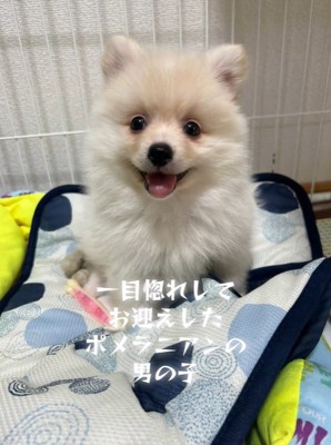 ラテくんのビフォーアフター