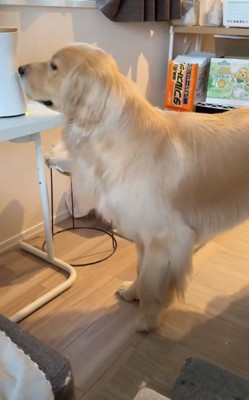 ペットカメラをつつくコロッケくん