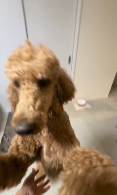 アンディくんの熱烈歓迎6