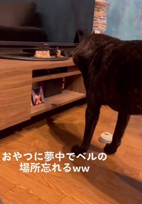 オヤツもらえたよ♪